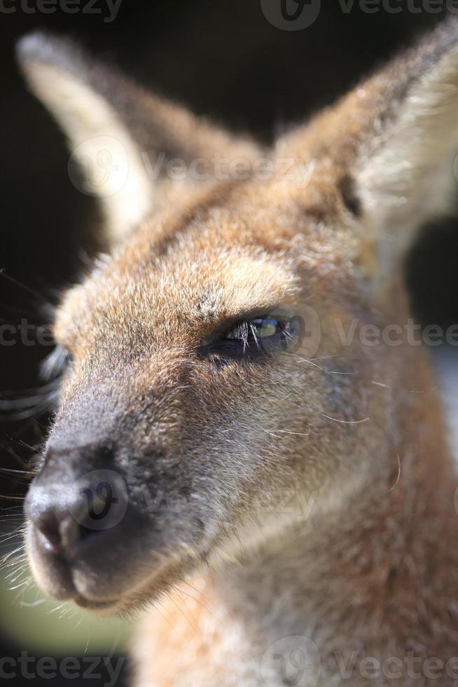 Australische wallaby foto