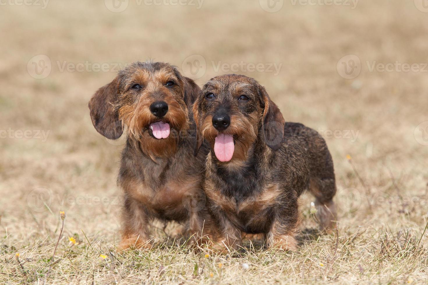 Regelmatig leeuwerik Stuwkracht portret van twee honden fokken ruwharige teckel 842660 stockfoto bij  Vecteezy