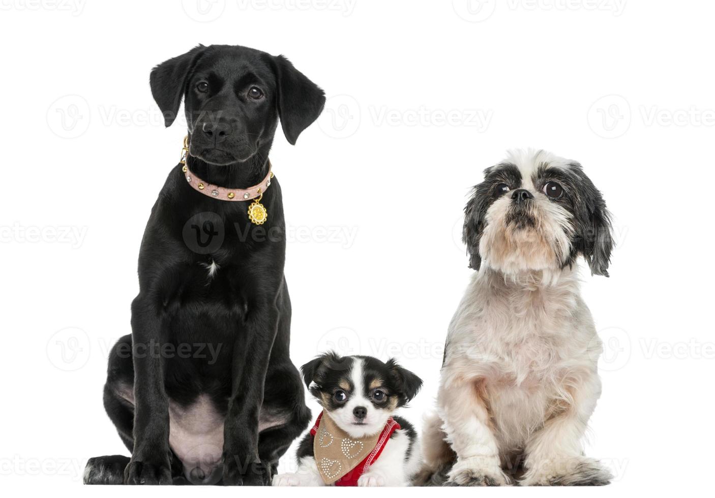 groep honden bij elkaar zitten, geïsoleerd op wit foto