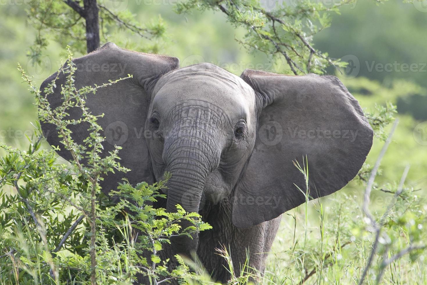 baby Afrikaanse olifant foto