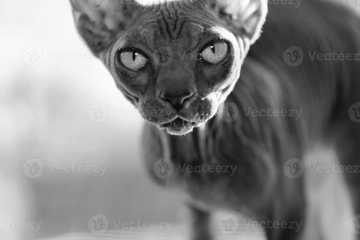 communicatie Mechanisch aflevering portret van baby sphynx kat, bruine makreel tabby 843163 Stockfoto