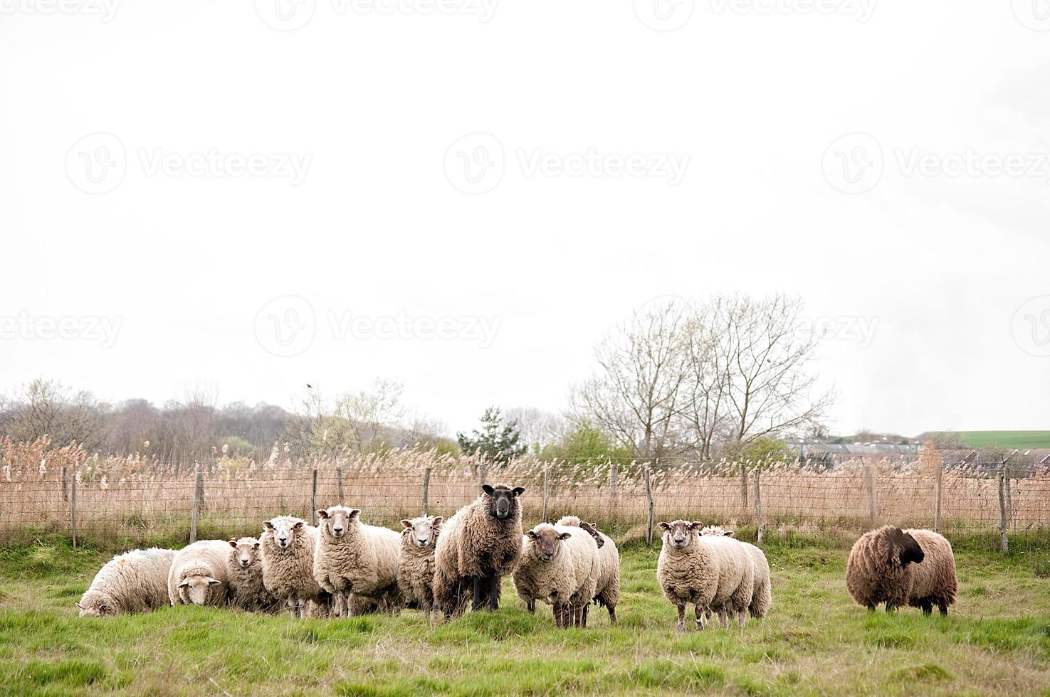 schapen met een leider foto