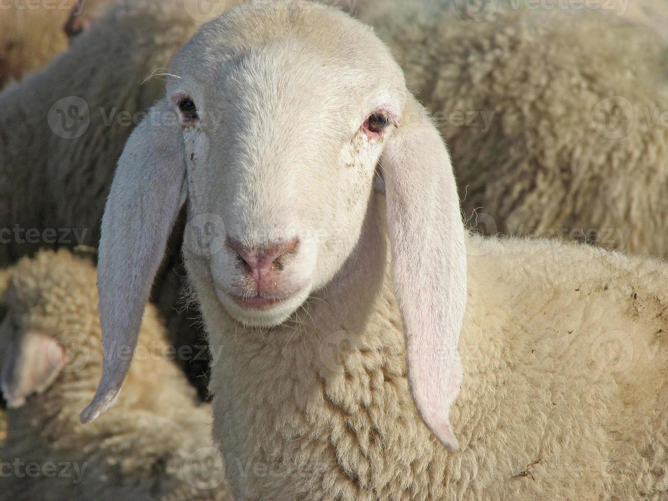 portret van een lam in het midden van de kudde foto