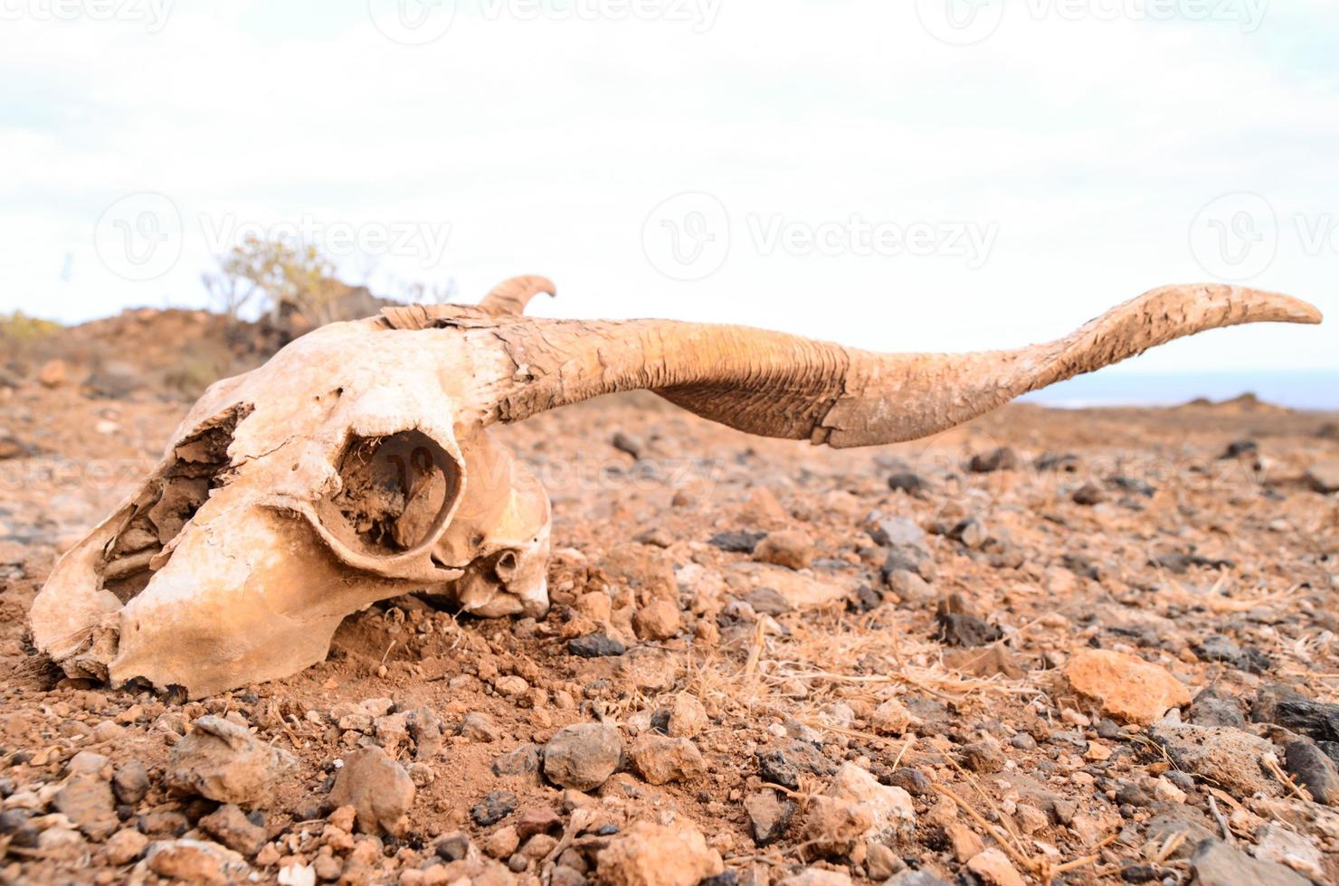 droge geitenschedel foto