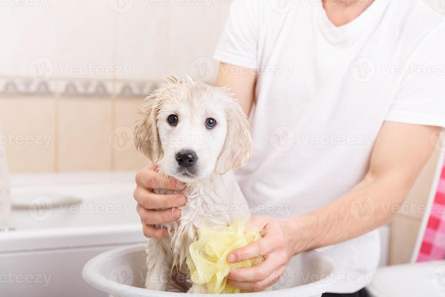 golden retriever pup in douche foto