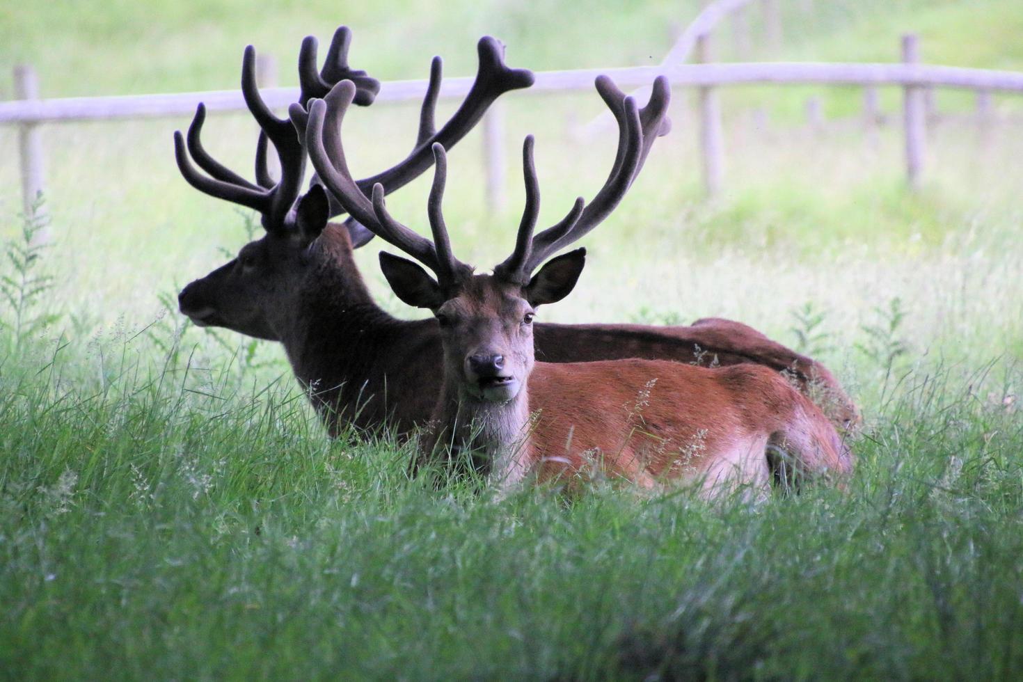 een close up van een edelhert in het wild foto