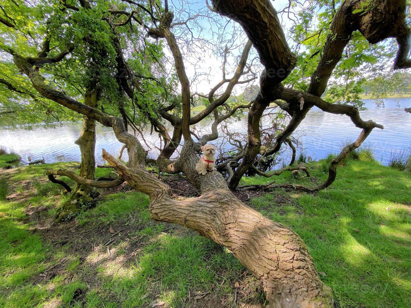 uitzicht op het platteland van Cheshire in de buurt van Knutsford in de zomer foto