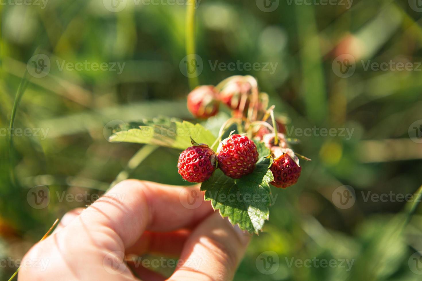 verse rijpe rode bessen van wilde bosaardbeien op de tak achter het gras. geschenken van de natuur, zomervitaminen, bessen plukken, oogsten. foto