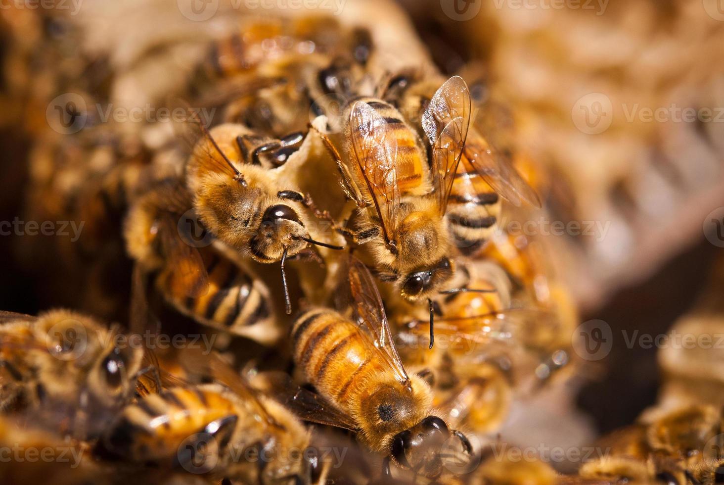 close-up van honingbijen foto