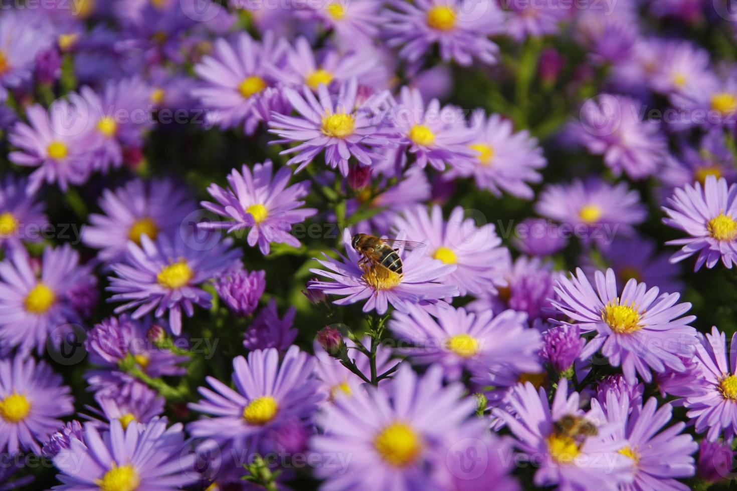 honingbij op blauwe bloemen foto