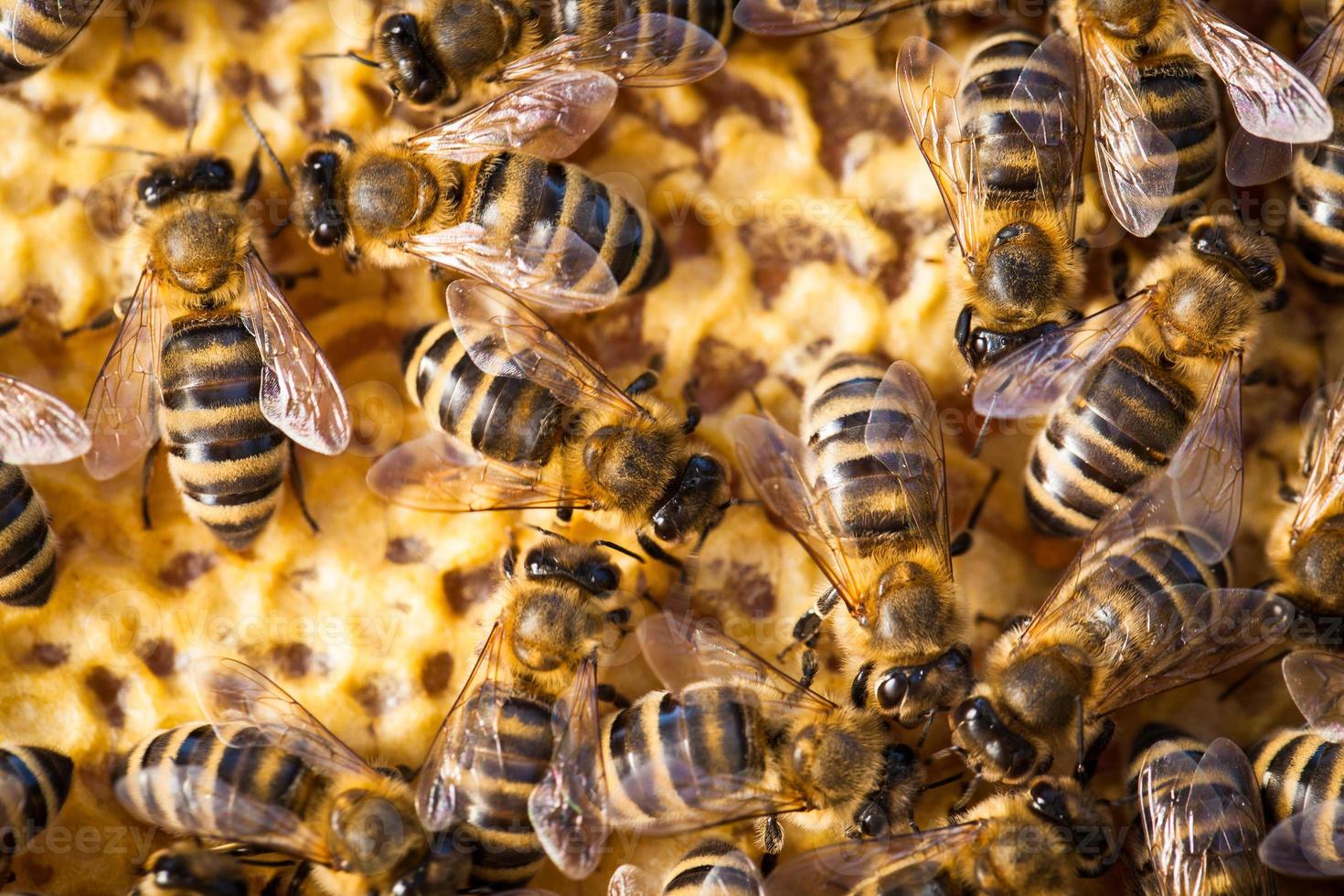 macro-opname van bijen zwermen op een honingraat foto