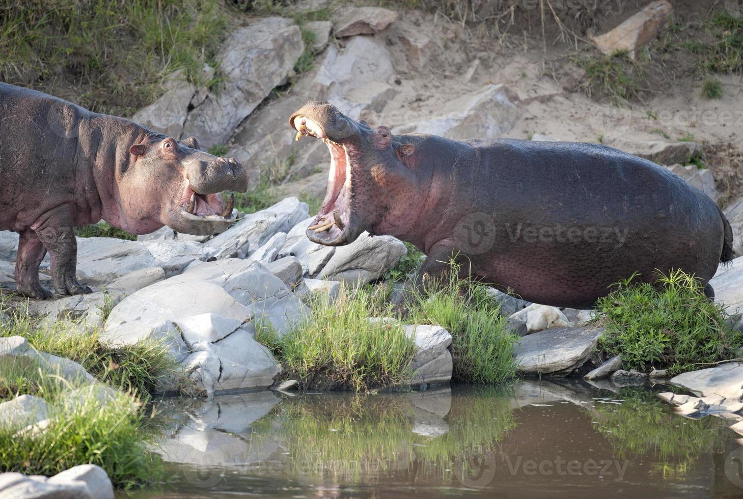 nijlpaard. foto
