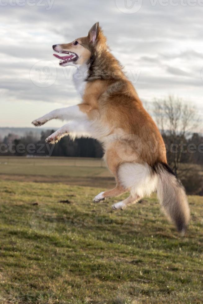 schattige hond springt hoog in een park foto