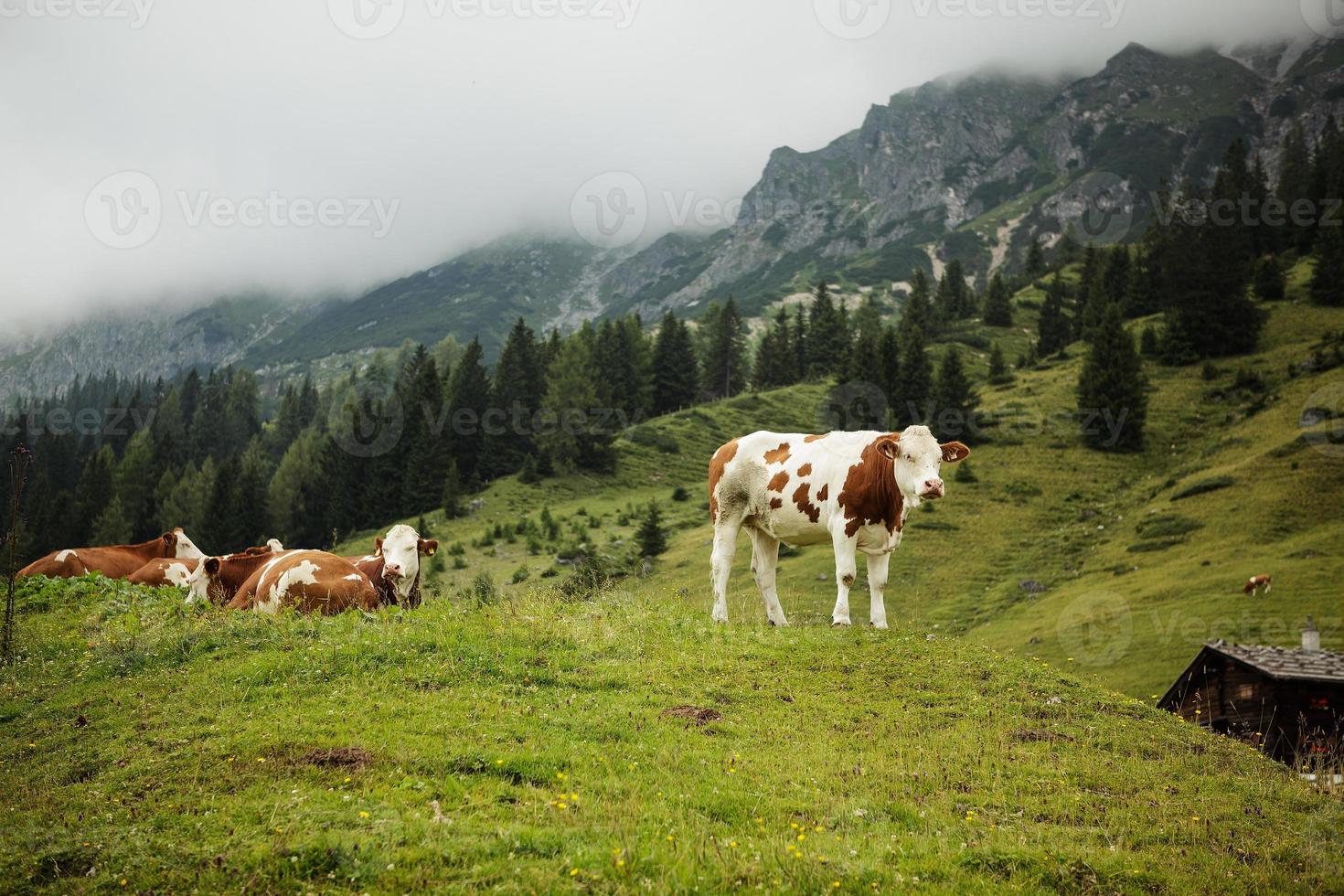 koeien op alpenweiden foto