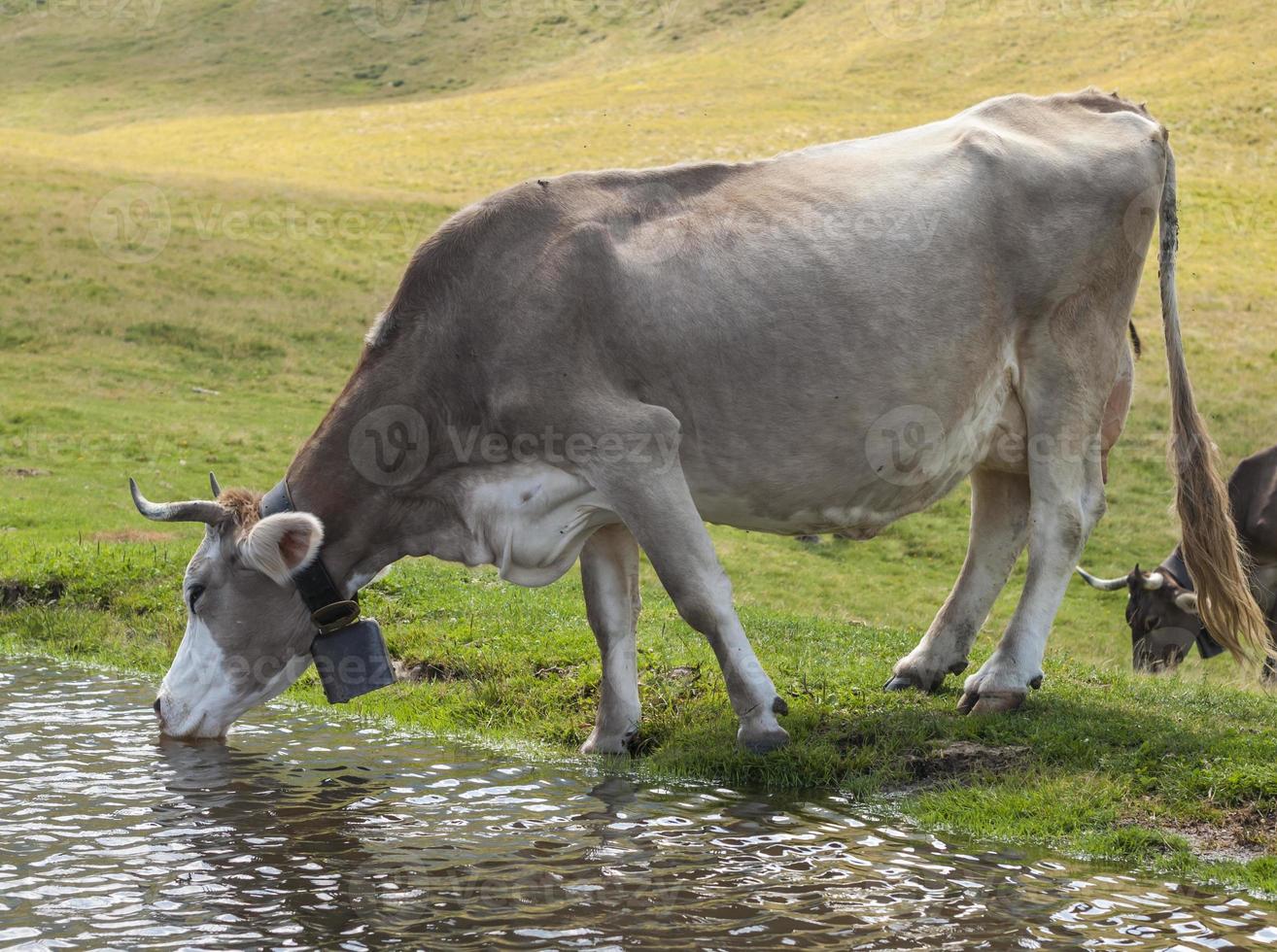 Zwitserse melkkoe het voeden gras op een alpiene weide foto