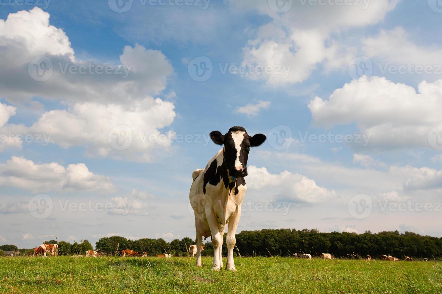 nederlandse koe foto