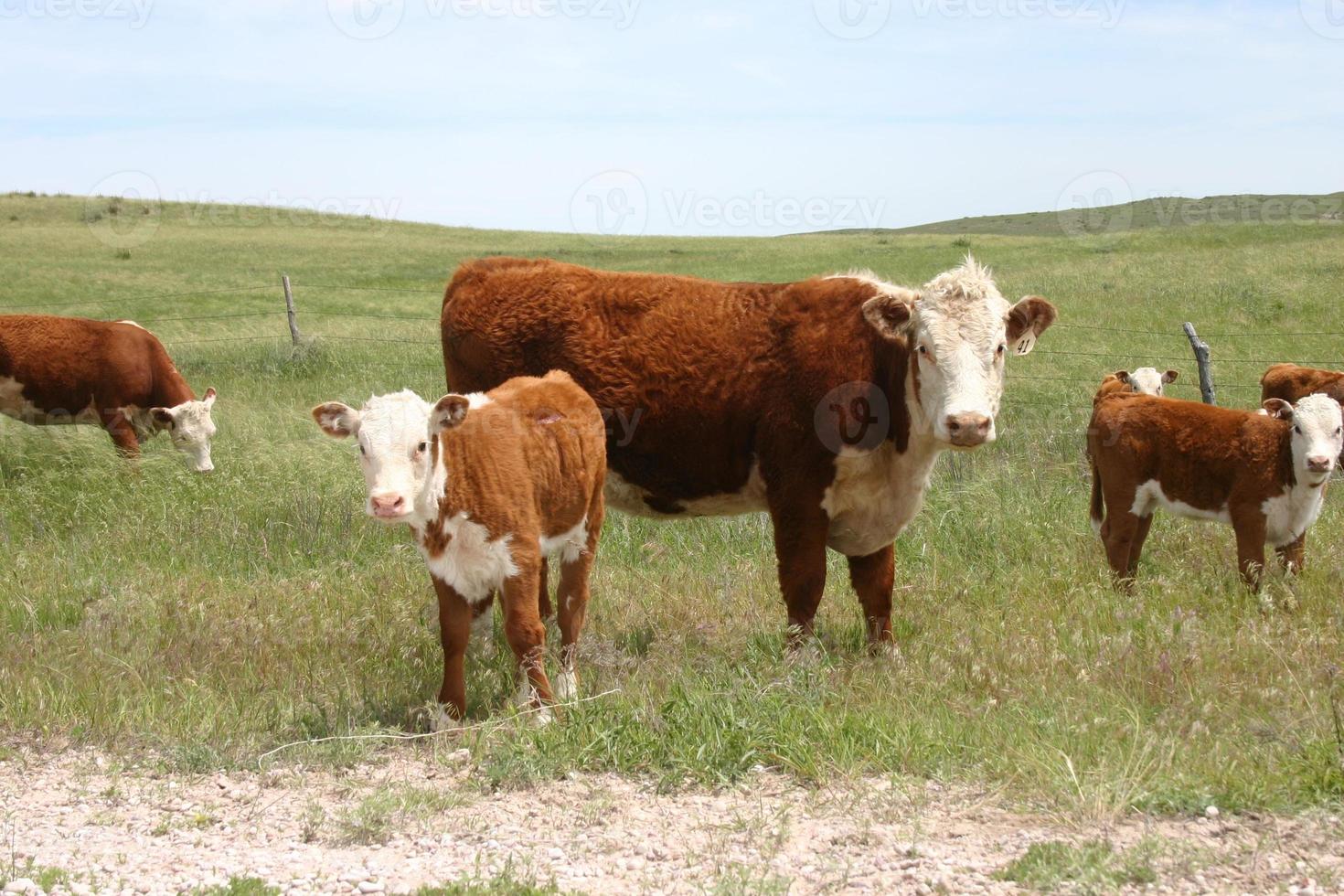 Nebraska koeien foto