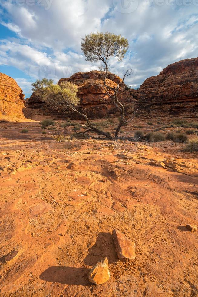 dramatische weergave van de eenzame boom in Kings Canyon van het noordelijke grondgebied van de staat Australië Outback. foto