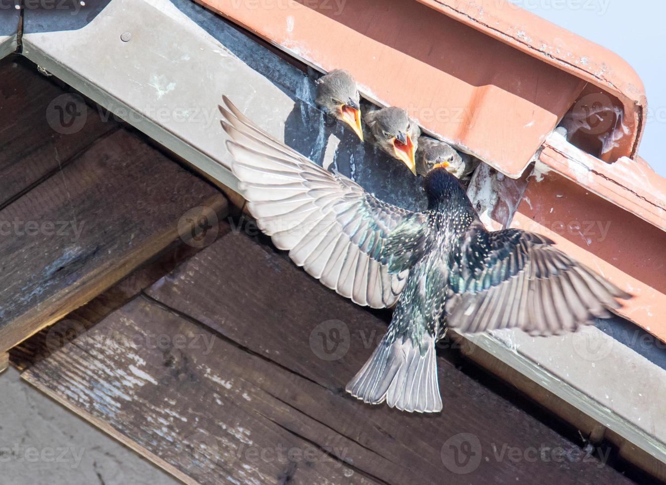 vliegende spreeuw voeden baby's foto