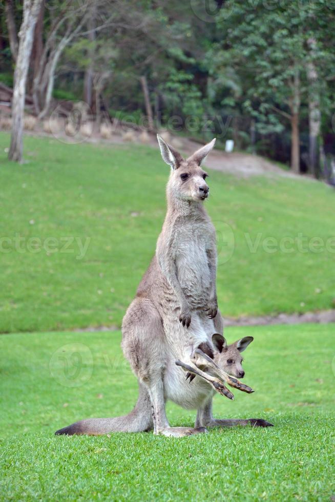 schattige baby kangoeroe joey in etui foto