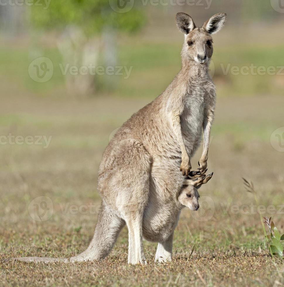 rode kangoeroe met joey foto