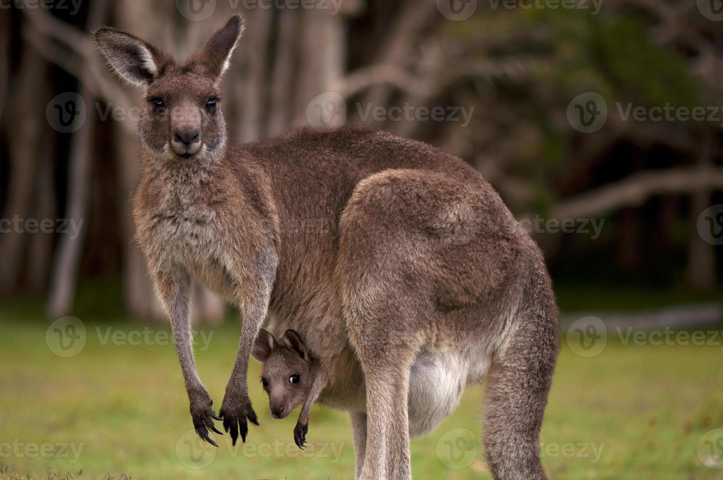 moeder kangoeroe in het bos met haar baby in haar buidel foto