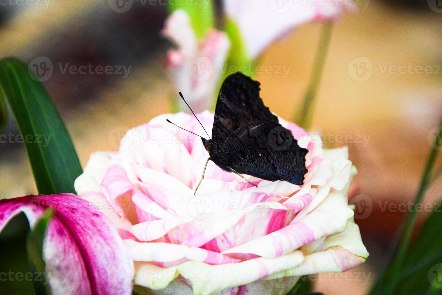 de Europese pauwvlinder op roos foto