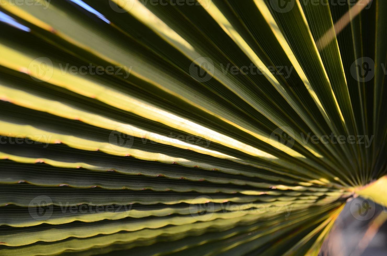 texturen van groene palmbladeren foto