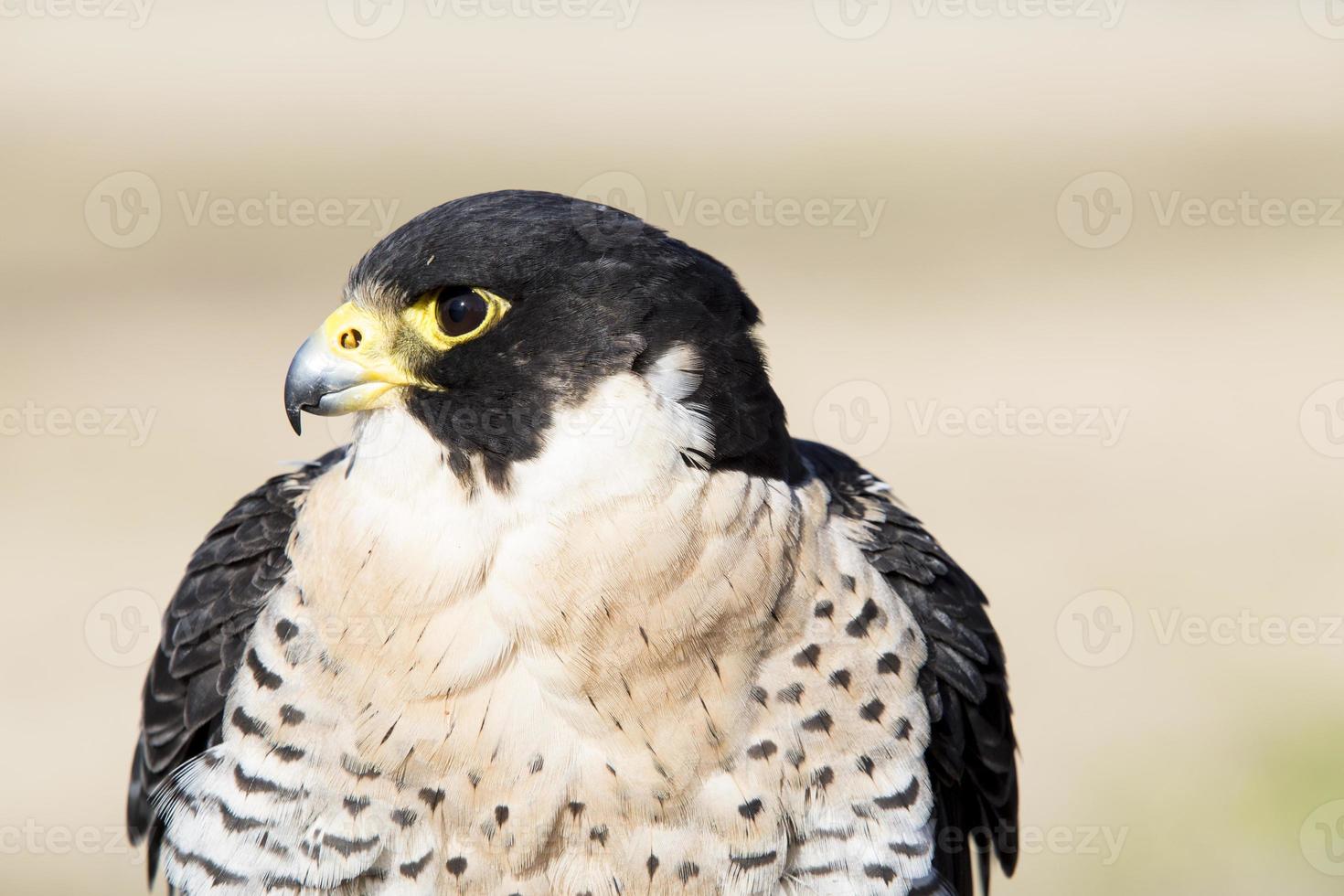 falco peregrinus roofvogel, valkerij. foto