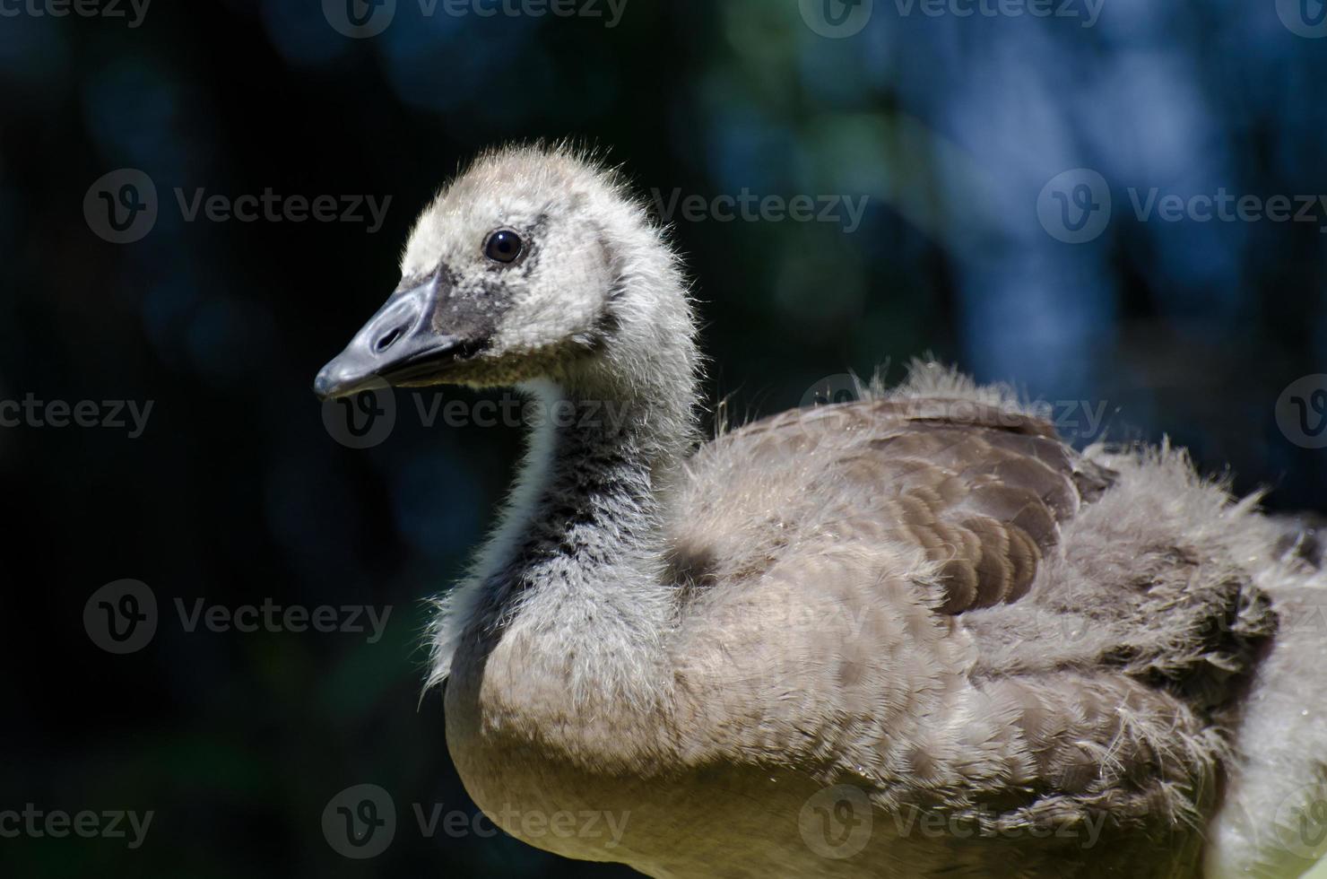 canada goose gosling profiel foto