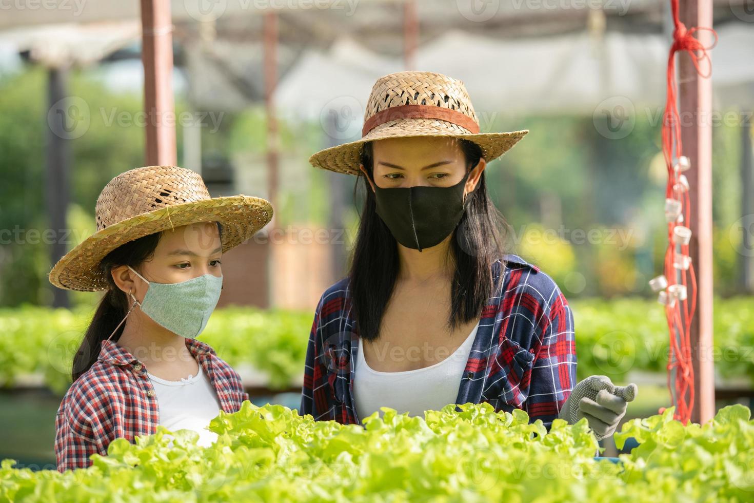 Aziatische moeder en dochter dragen een masker en helpen samen om de verse hydrocultuurgroente op de boerderij te verzamelen foto