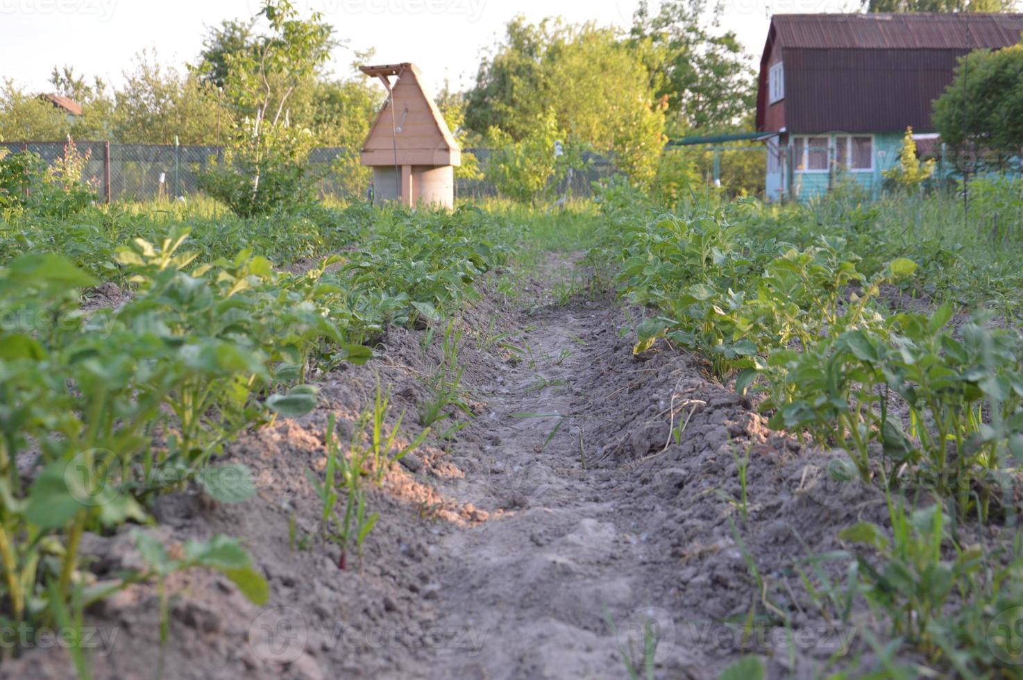 groenten verbouwen in de tuin in het dorp foto