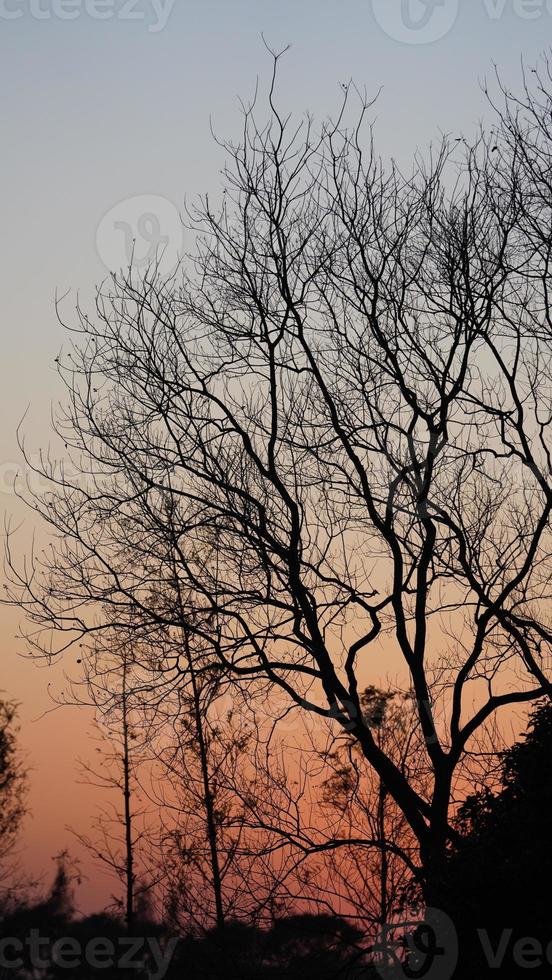 het prachtige uitzicht op de zonsondergang in het bos met het warme en kleurrijke zonsondergangzonlicht foto