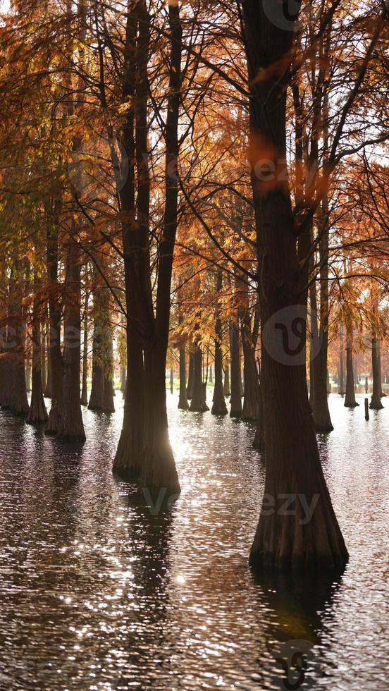 het prachtige boszicht op het water in de herfst foto