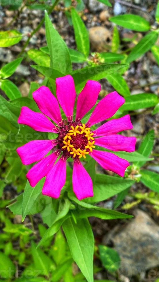 mooie kleurrijke rozen in de tuin foto