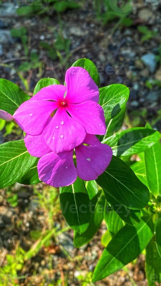 mooie kleurrijke rozen in de tuin foto