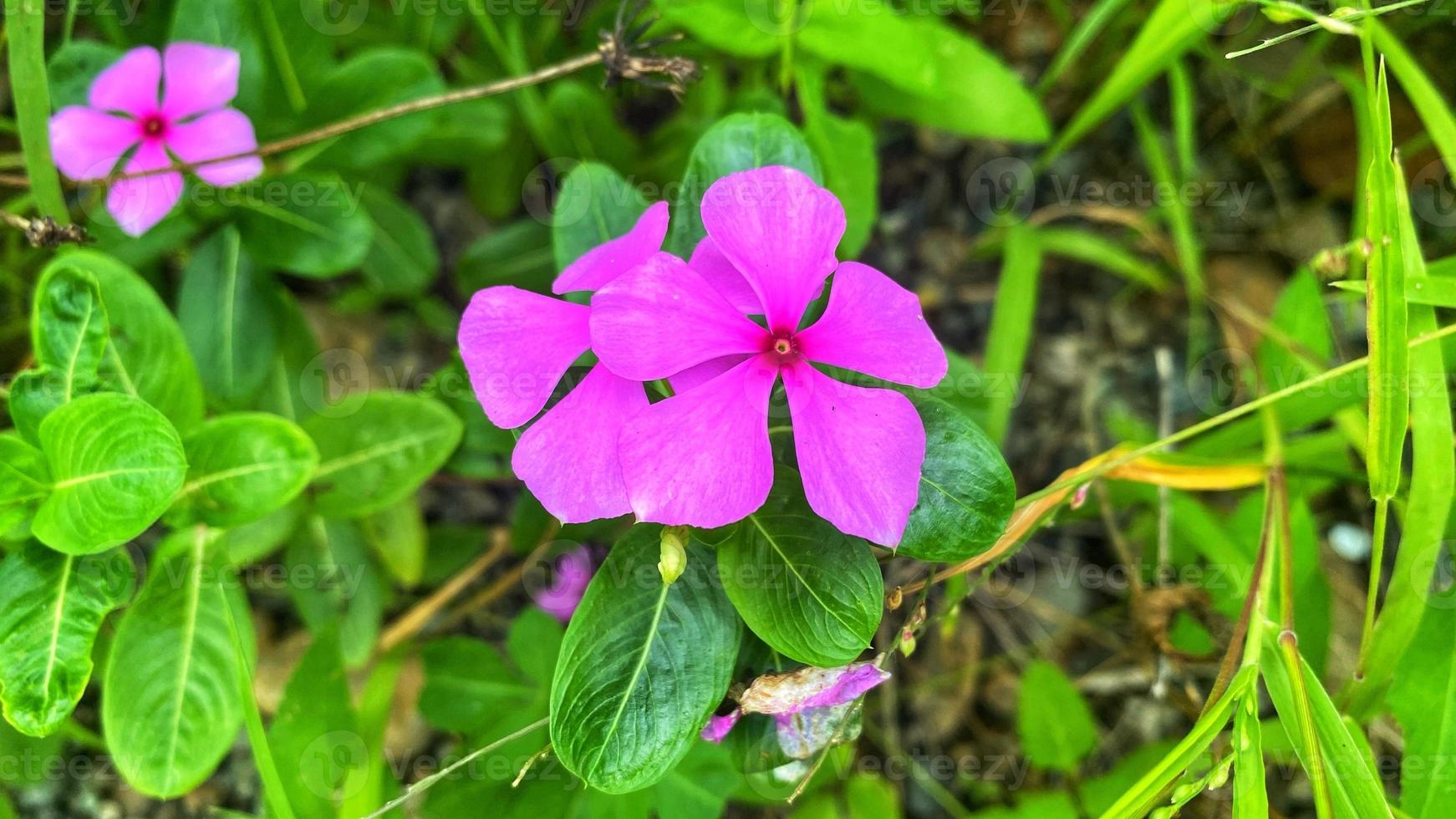 mooie bloemen bloeien in de tuin foto