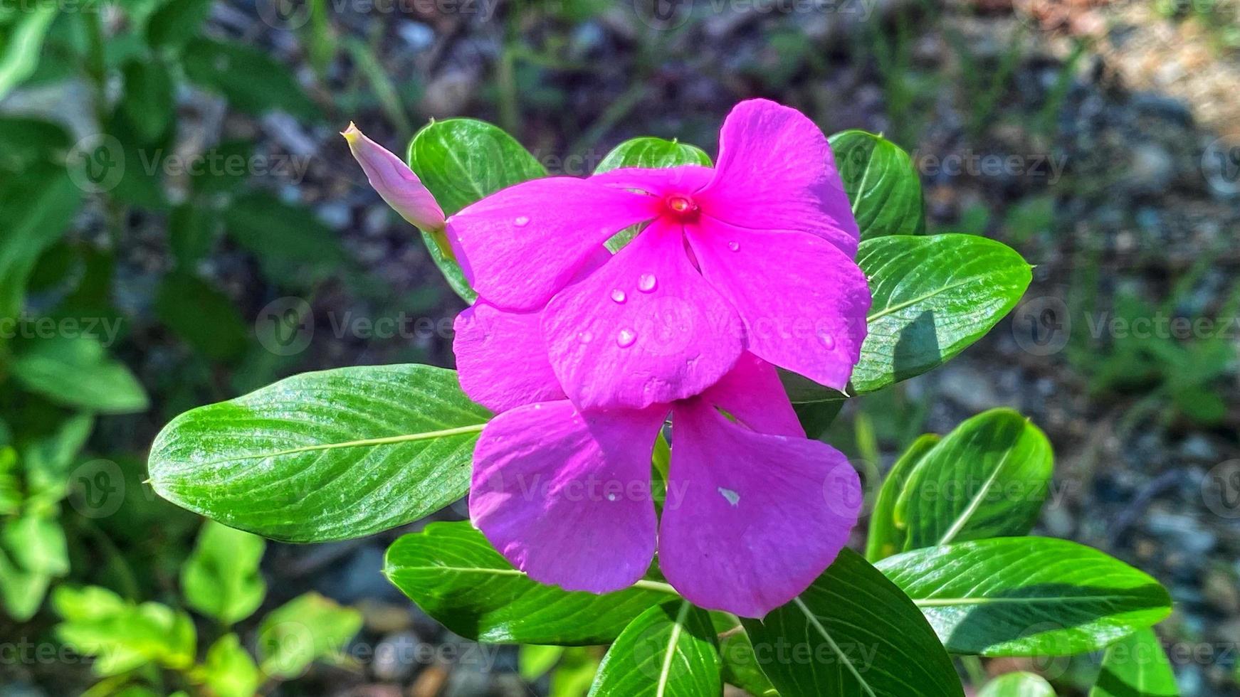 mooie kleurrijke rozen in de tuin foto