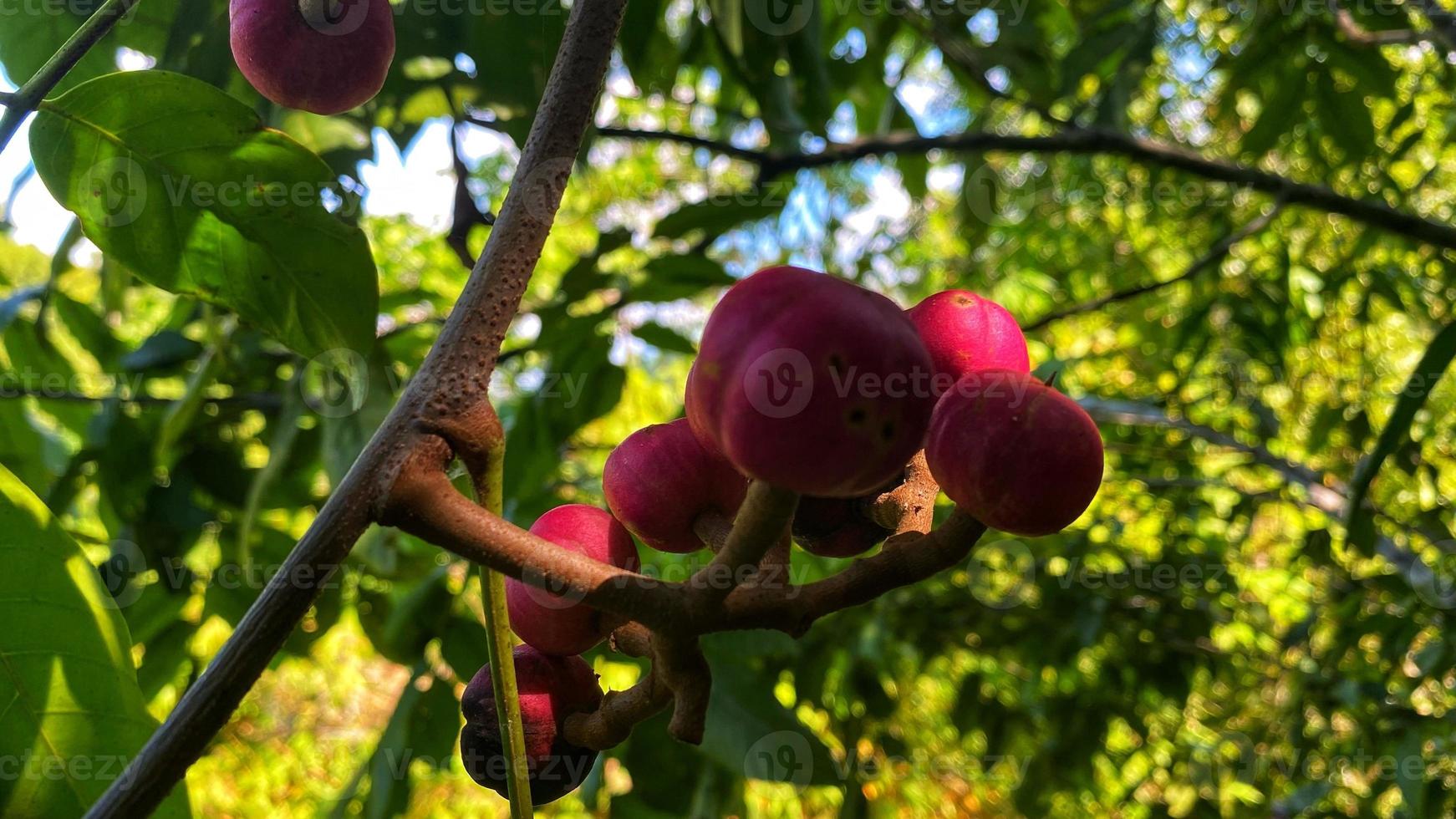 paars fruit staat prachtig in de tuin foto