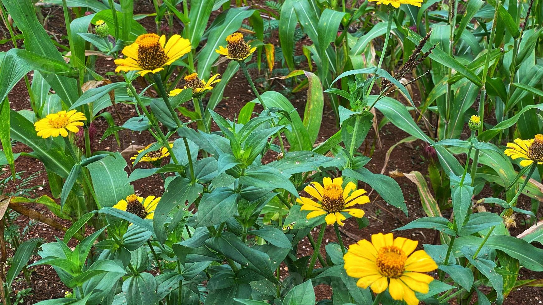 mooie bloemen bloeien in de tuin foto