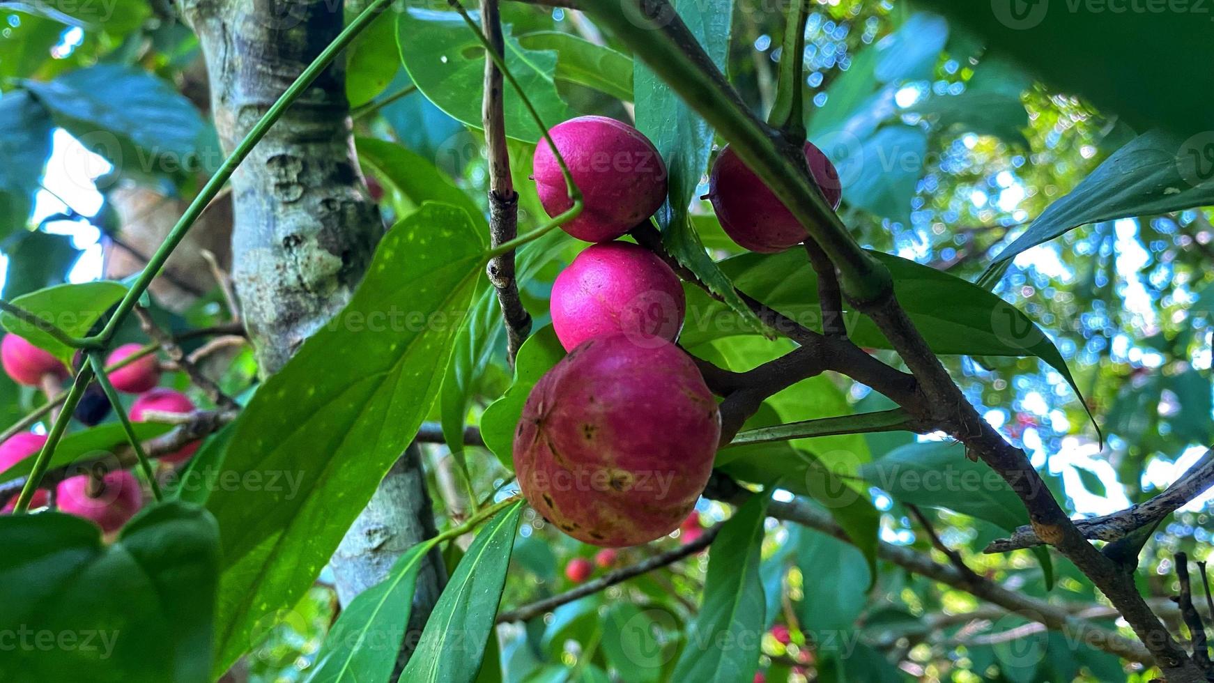 paars fruit staat prachtig in de tuin foto