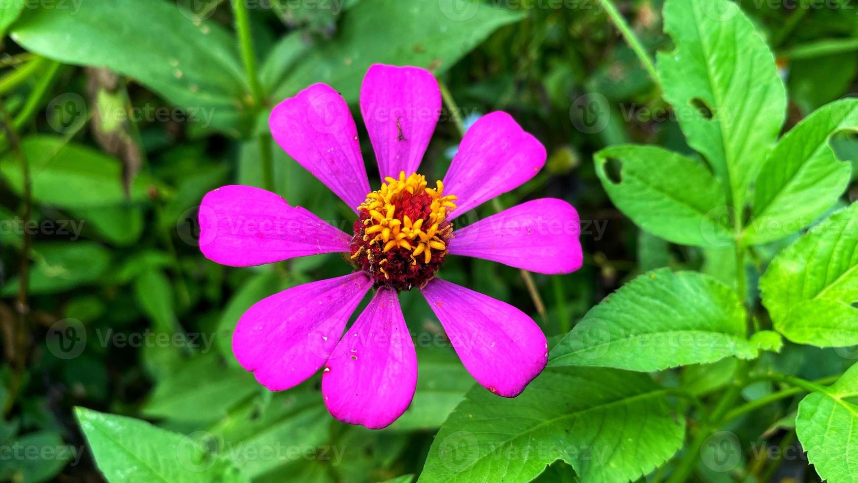 mooie bloemen bloeien in de tuin foto