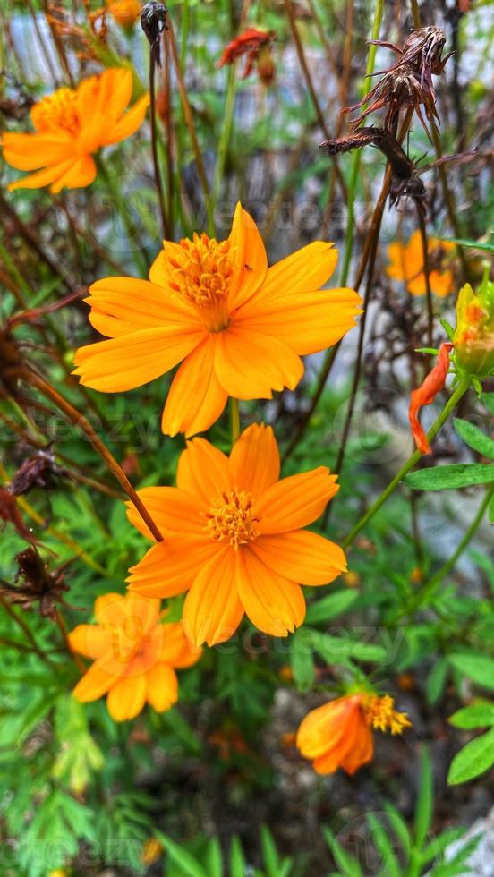 mooie kleurrijke rozen in de tuin foto