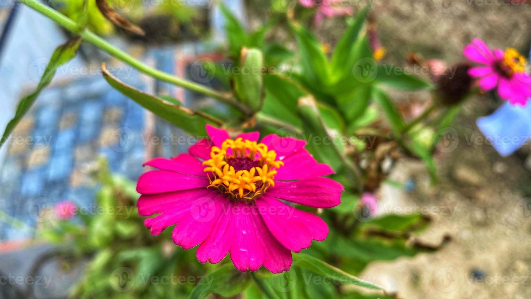 mooie kleurrijke rozen in de tuin foto