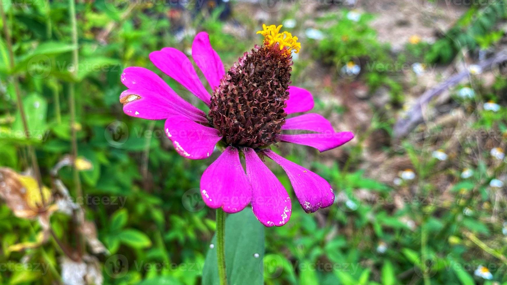 mooie kleurrijke rozen in de tuin foto