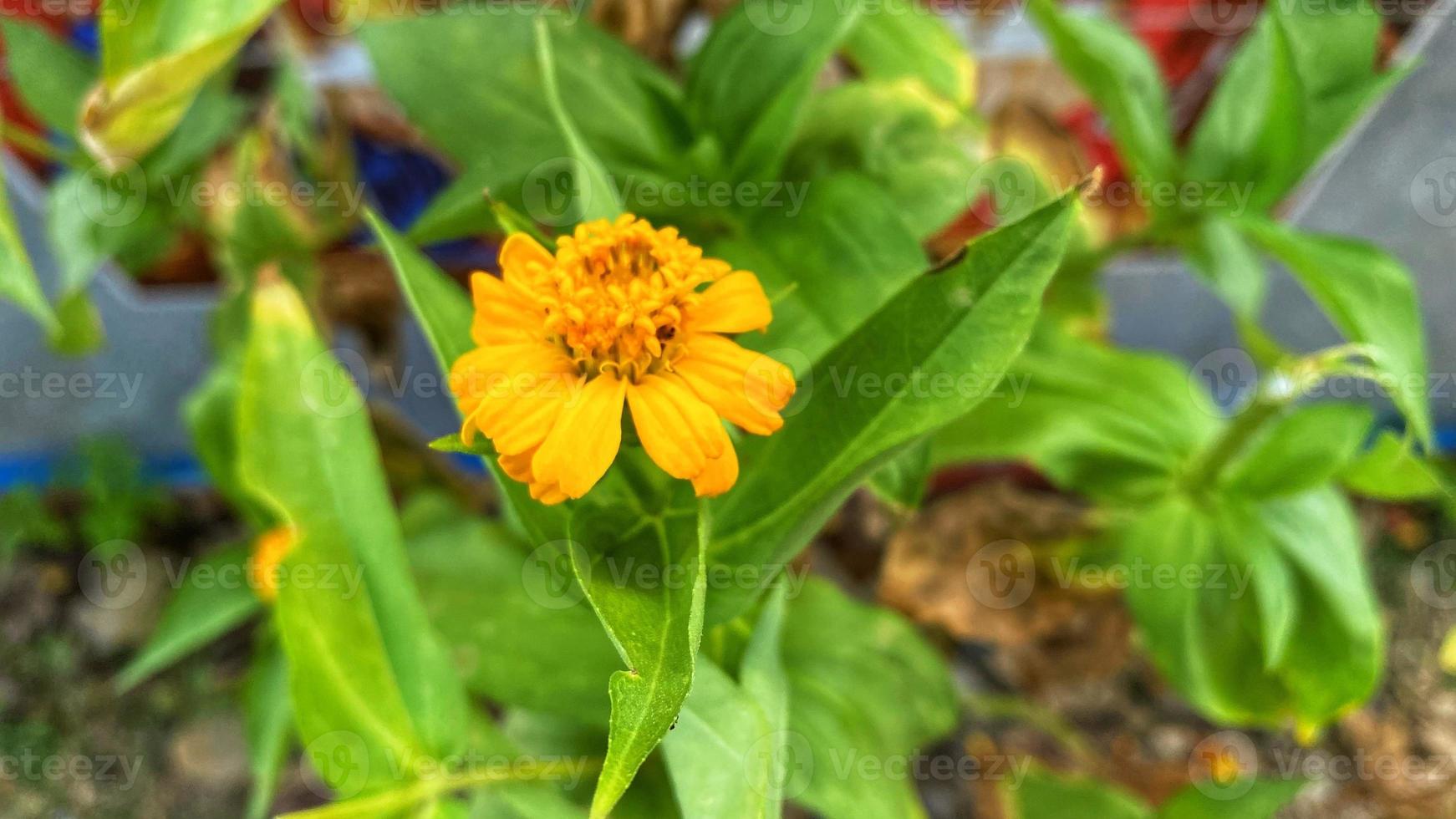 mooie kleurrijke rozen in de tuin foto