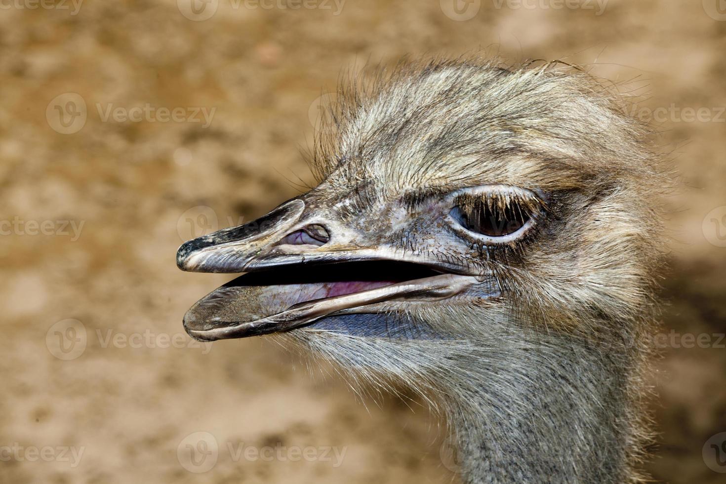 struisvogel loopvogel foto
