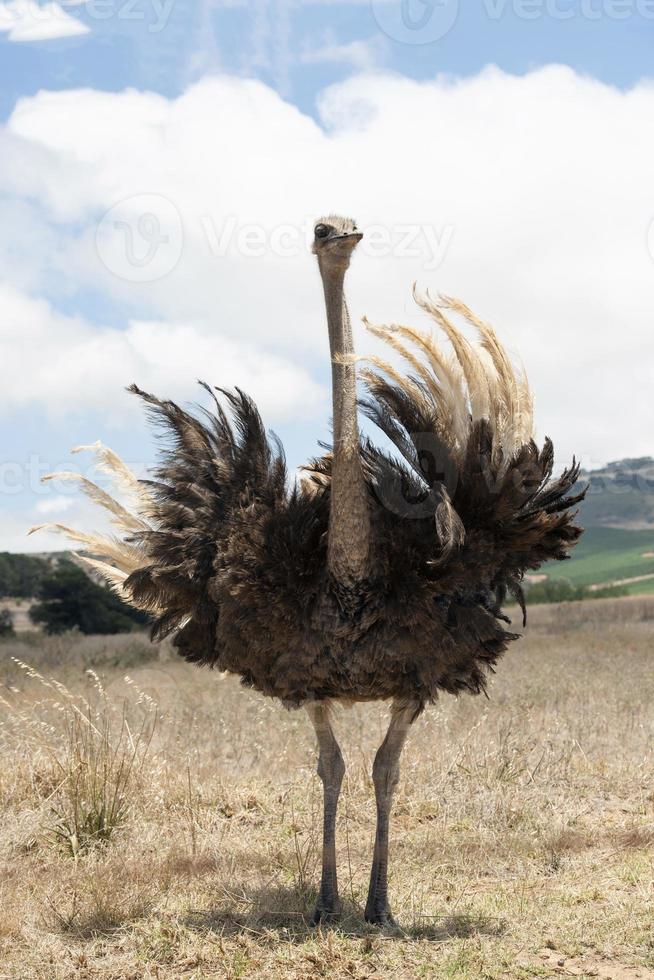 volwassen struisvogel foto