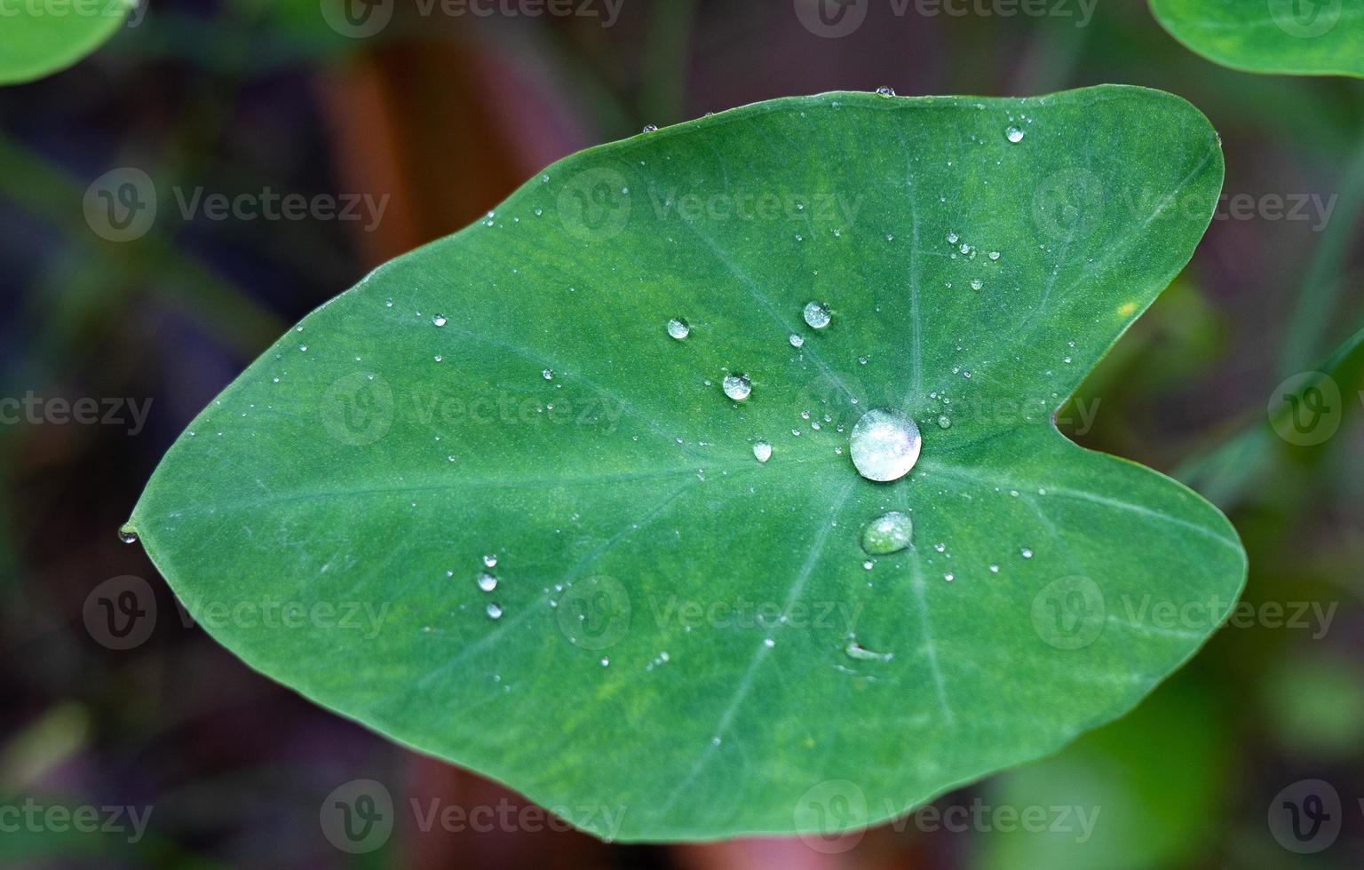 mooi detail van waterdruppels op blad - macrodetail foto