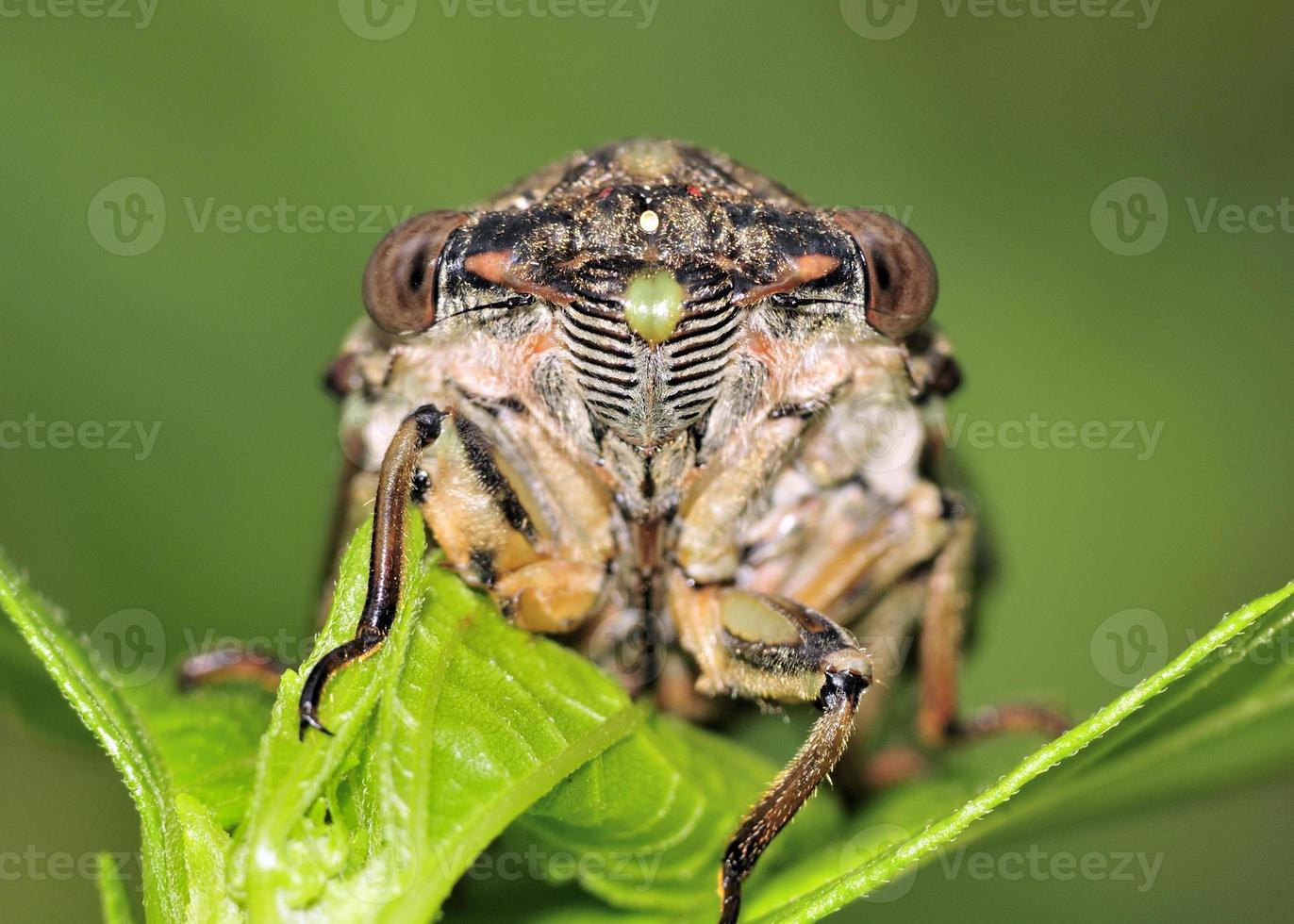 cicade foto